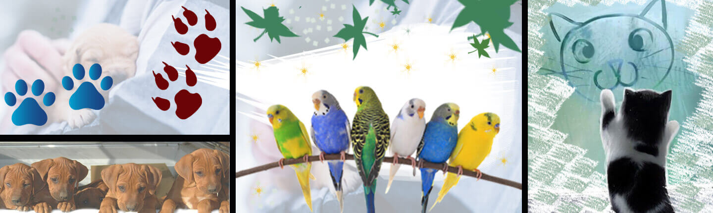pets-banner