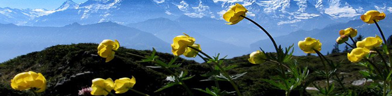 Holiday Banner0