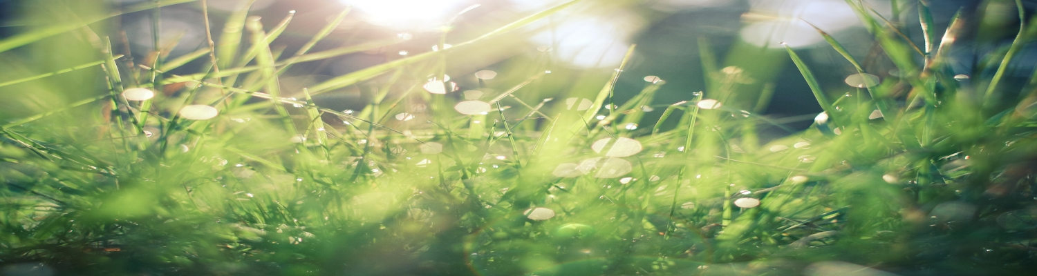 Holiday Banner0