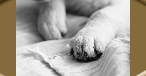 Hundesalon Happy Feet