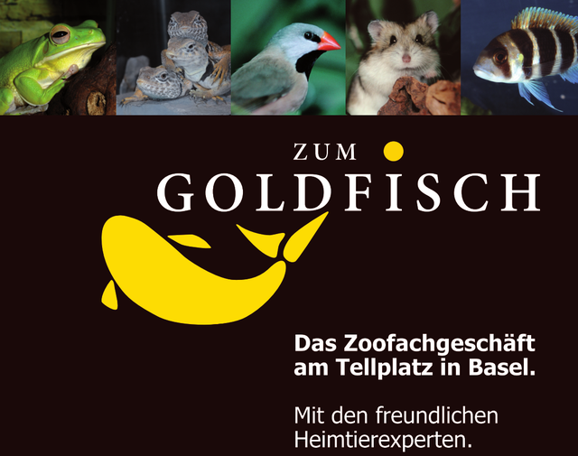 Zum Goldfisch